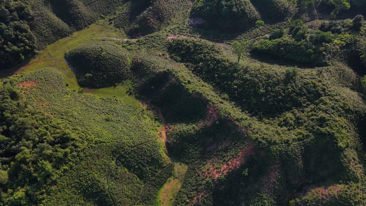 impresionante toma aérea de drones del jardín de té montañoso en khadimnagar, que muestra el hermoso paisaje de la región