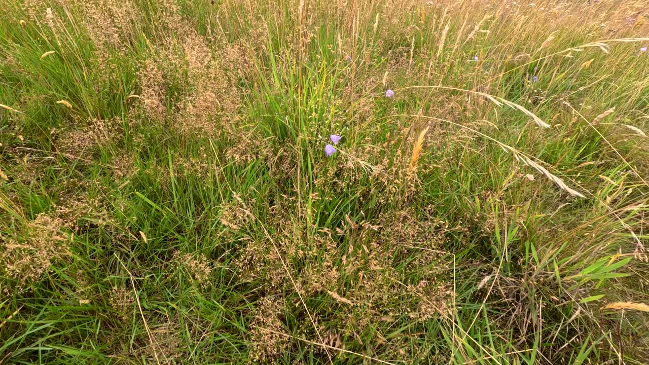 Close-up of wildflowers and grasses swaying in daylight, slight camera movement, natural lighting