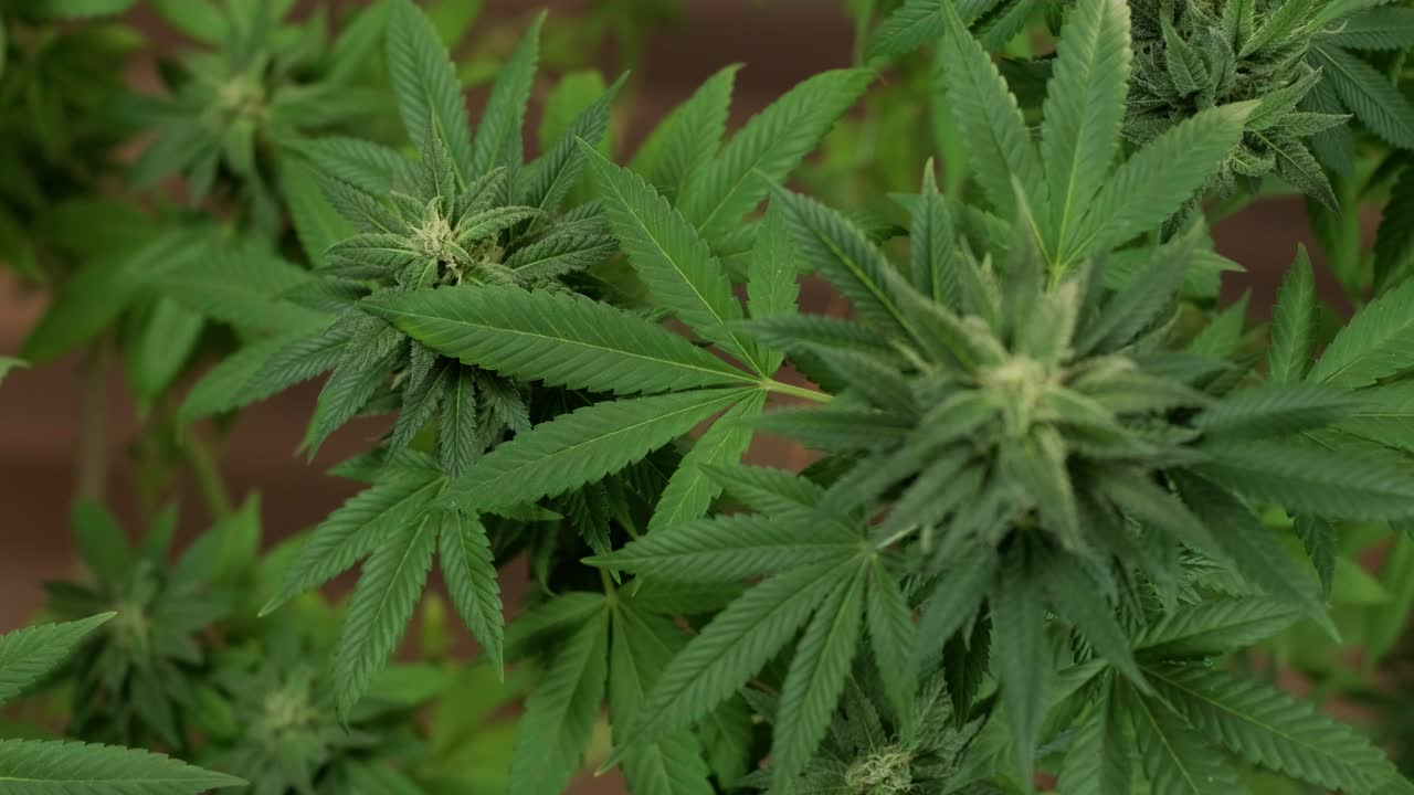 cultivo de plantas de cannabis. investigación de cannabis para su uso en medicina, recopilación de datos. investigación de aceite de cáñamo. producción de marihuana.