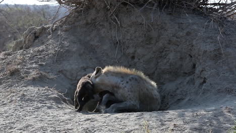 spotted hyena mother and plays with her two cubs at the entrance to their den