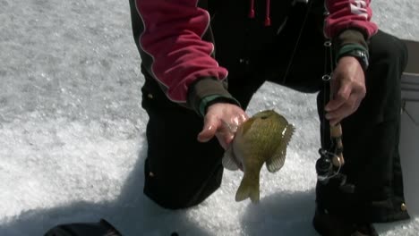 fresh fish pulled out of the ice hole by a fisherman