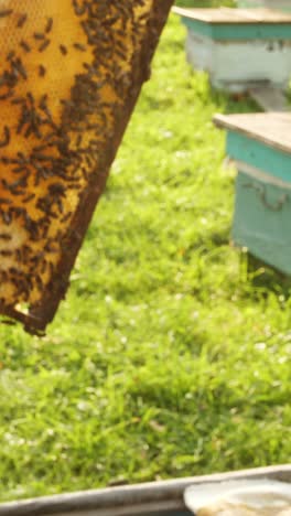 abejas melíferas en el panal
