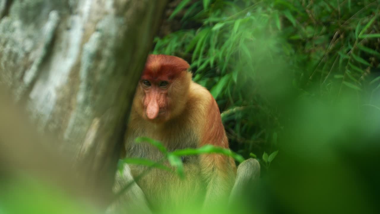 Una scimmia nasica (Nasalis larvatus) si guarda intorno, primo piano di una specie di primate endemica dell'isola del Borneo.