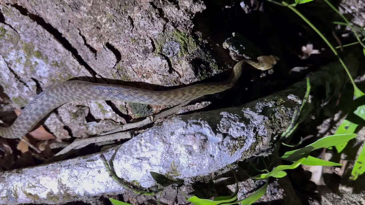 Serpente malgascio dagli occhi di gatto (Madagascarophis colubrinus) nel Parco Nazionale di Masoala in Madagascar.