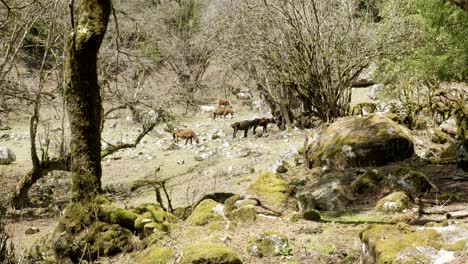 horses in mysterious forest among the mountains in nepal.