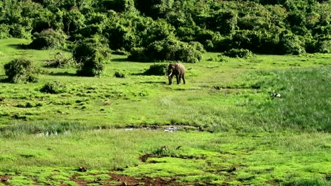 Riesiger-Männlicher-Elefant,-Der-Allein-Im-Grünen-Gras-Zu-Einem-Teich-In-Der-Savanne-Geht