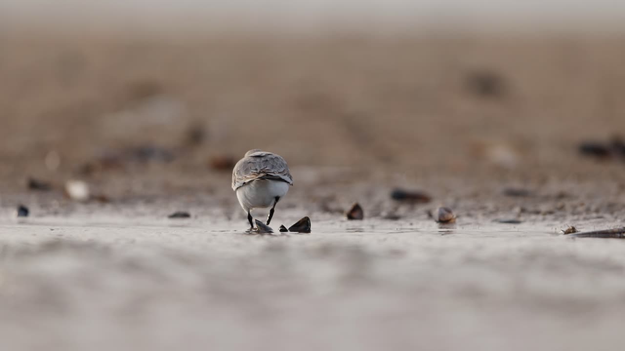 해안 에서 먹이 를 먹는 작은 새