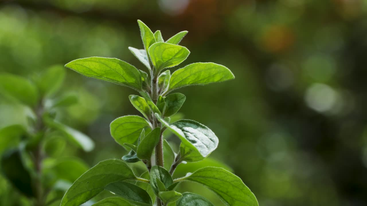 una hermosa planta de mejorana se mueve en el viento durante una toma macro