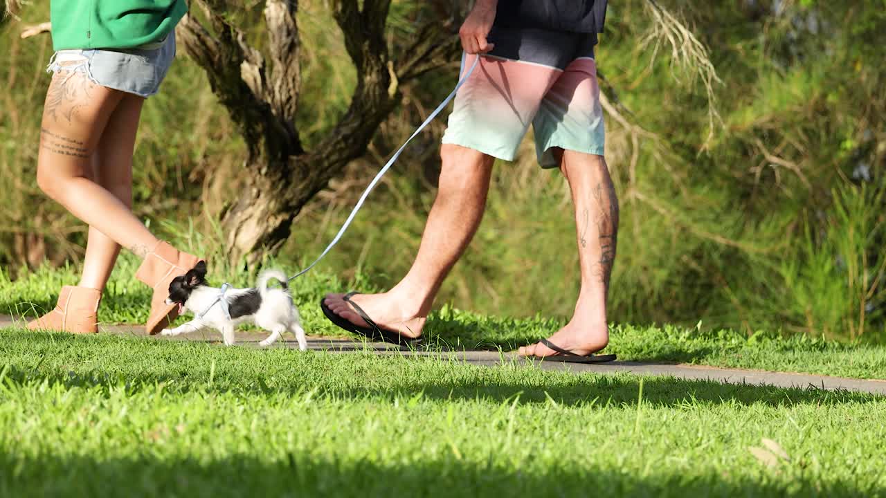 A couple strolls with their dog in a sunlit park, capturing a serene morning atmosphere