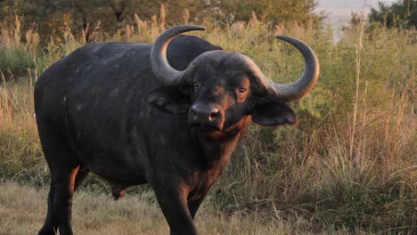 massive african buffalo bull walks along road, looking toward camera