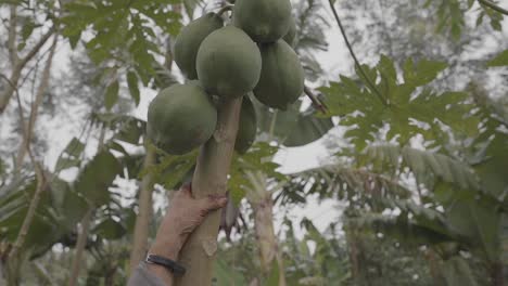 papaya fruits on the tree