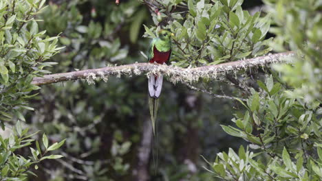 resplandeciente macho de quetzal posado en una rama, mirando a su alrededor, san gerardo costa rica