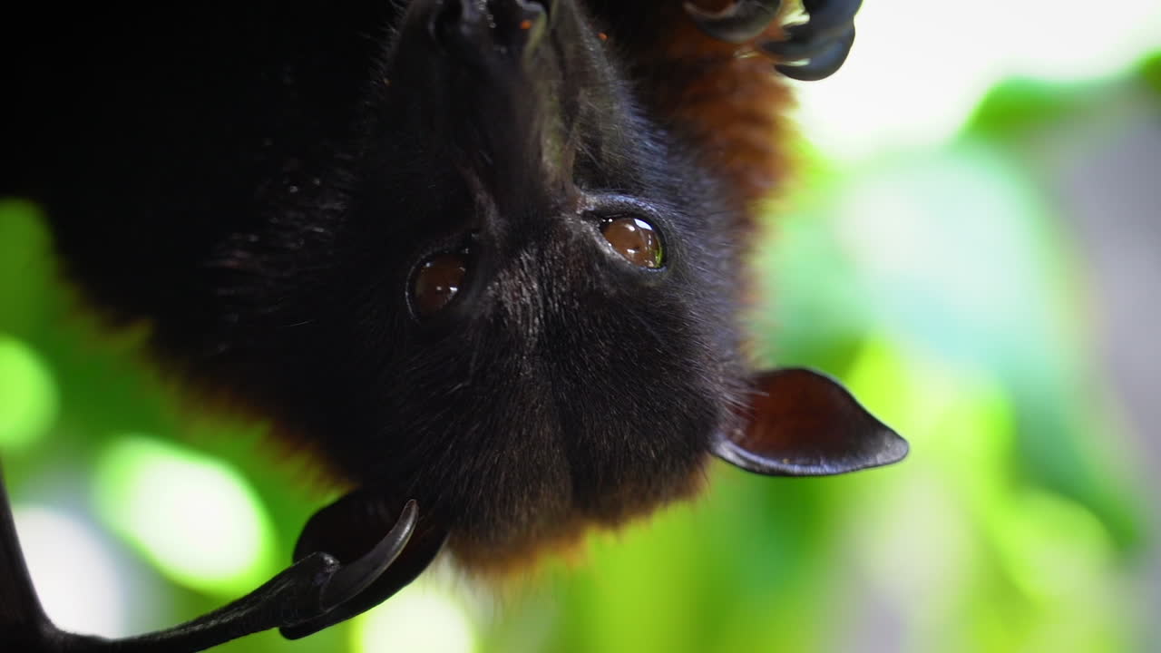 Un primo piano di un pipistrello della frutta mentre mangia e guarda dritto nella telecamera al rallentatore.