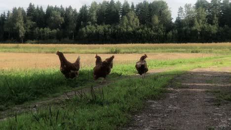 Chickens-eating-on-the-road