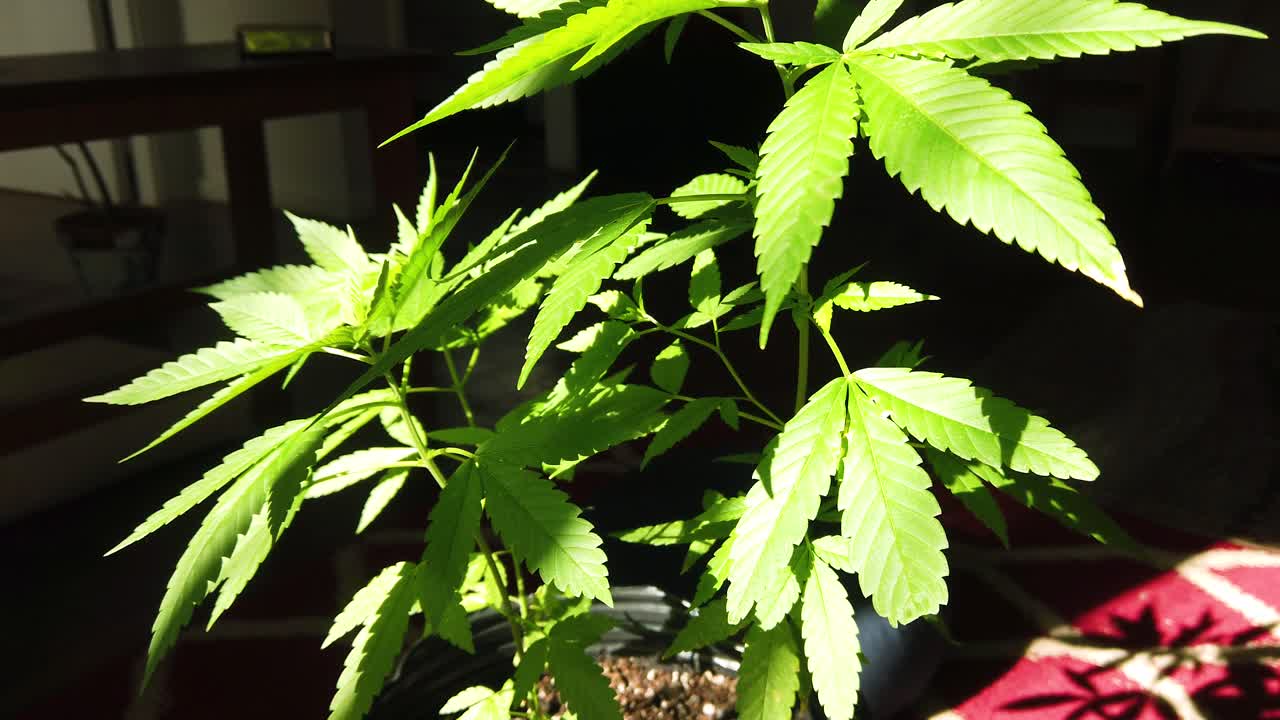 hojas verdes de marihuana tomando el sol en el interior, hojas de plantas medicinales vista de cerca