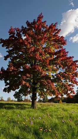 A vibrant autumn tree in a field, captured from a low-angle, showcasing colorful leaves