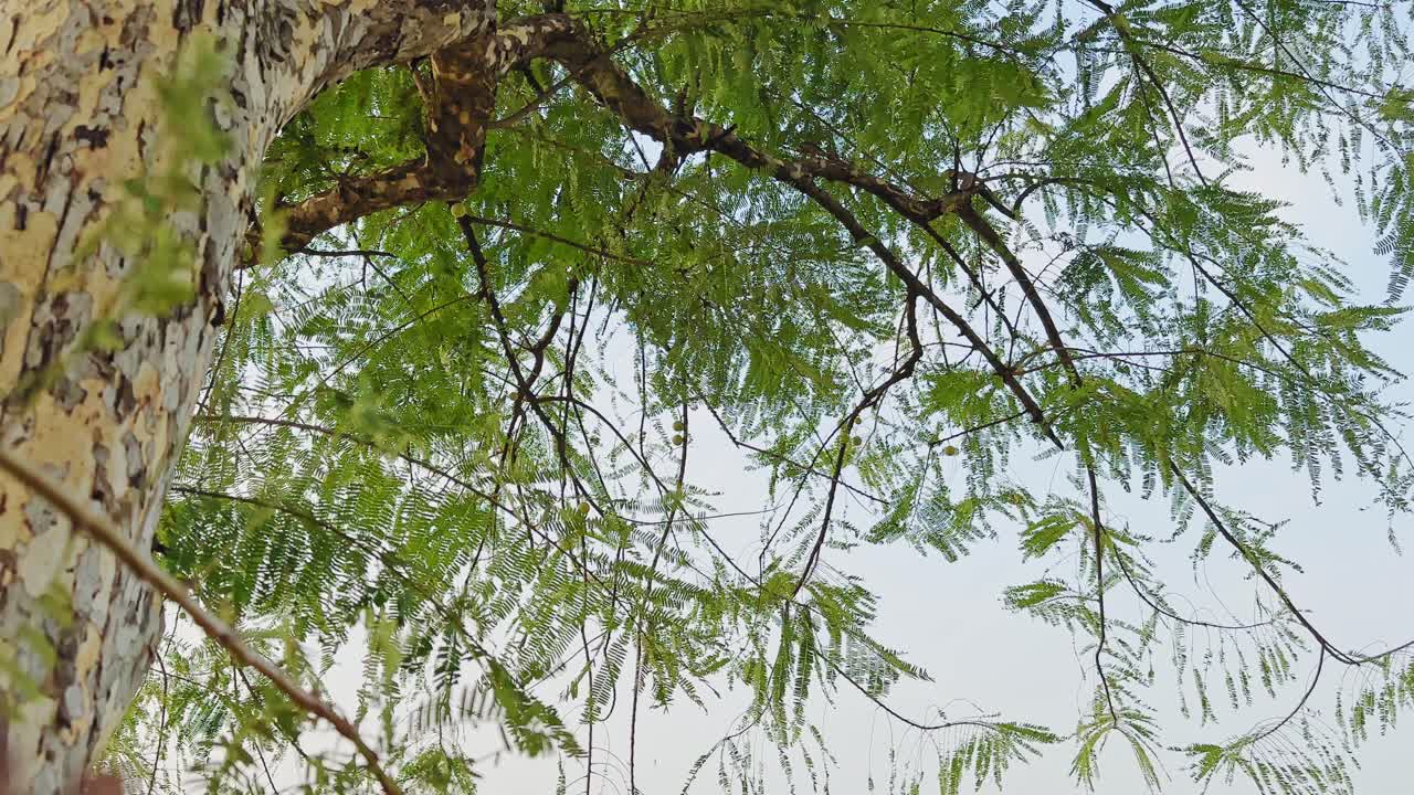 Upward view of Phyllanthus emblica branches covered with fresh green leaves, set against a clear bright sky, showing the tree’s natural texture, soft light, and airy open canopy from below