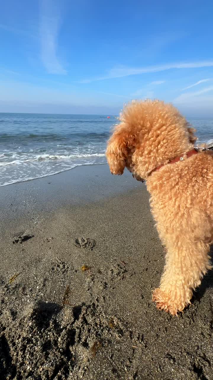 해변에 있는 털털한 푸들