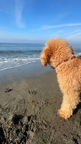 caniche esponjoso en la playa