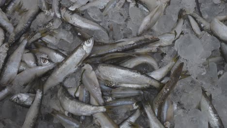 fresh fish kept at snow box at retail shop for sale at day from different angle