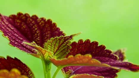 rotating view from the side of this variegated coleus plant