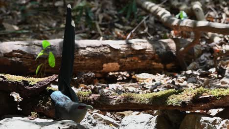 Green-billed-Malkoha,-Phaenicophaeus-tristis,-Kaeng-Krachan-National-Park,-Thailand