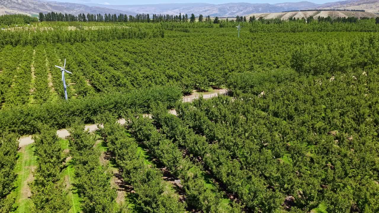 Drone tilts up over cherry orchard revealing mountains behind