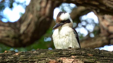 close up shot of a laughing kookaburra, dacelo novaeguineae perched up high on the tree branch on a windy day at the botanic gardens, australian native bird species