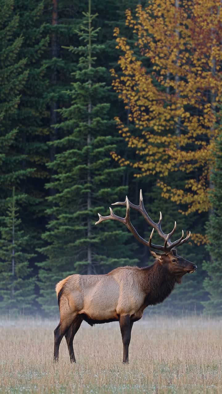 Majestic elk in profile against a forest backdrop, captured at eye level