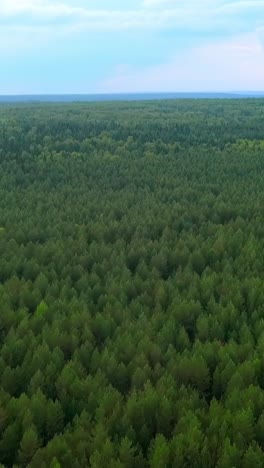 dense pine forest aerial view