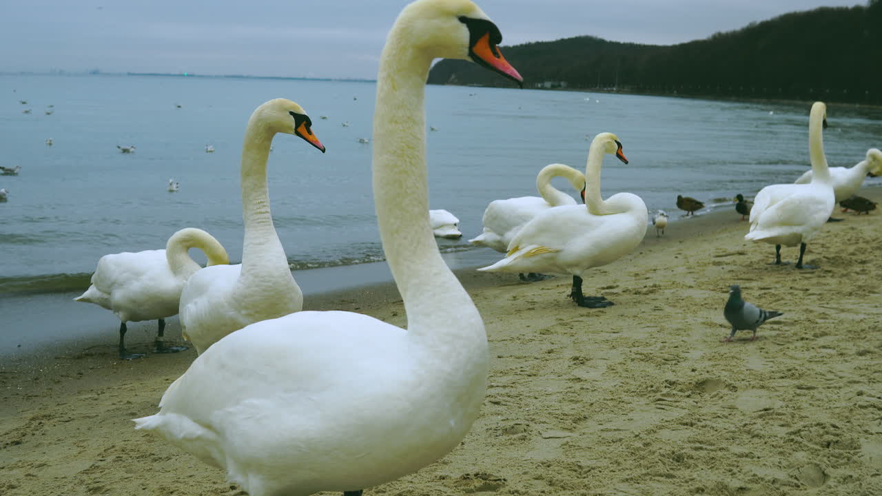 Close-up on a group of swans walking on a beach near the sea