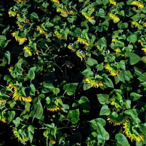 el campo de girasoles