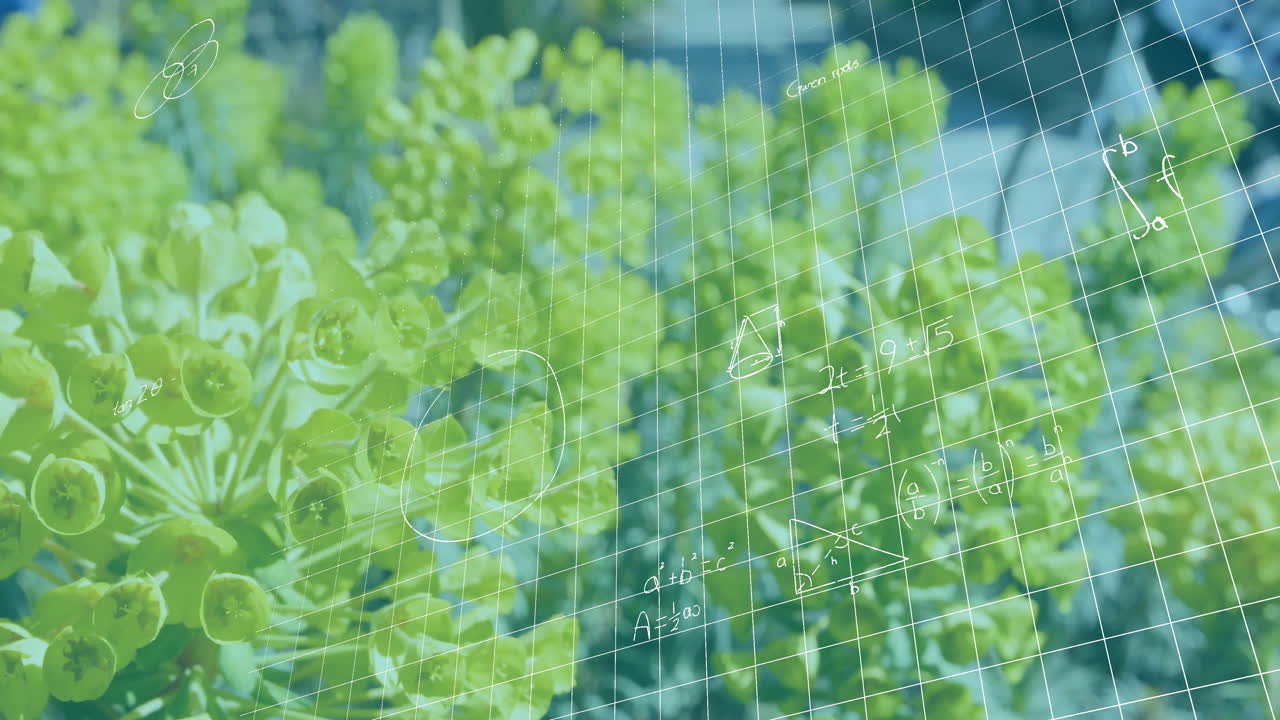 Yellow-green flower cluster sitting in urban garden, overlaying handwritten math grid for education