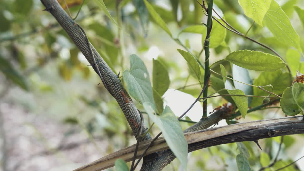 Close Shot of Large Red Ants Exploring a Tree Branch