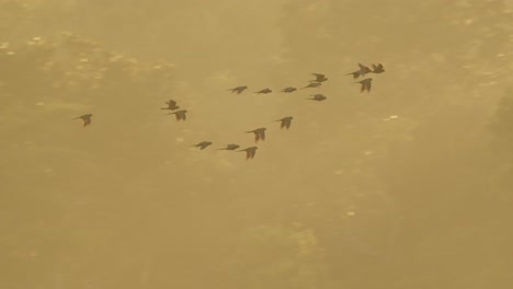 Flock-of-red-bellied-macaws-flying-over-Peruvian-Tambopata-rainforest-in-Peru