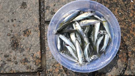 Freshly Caught Sardines in a Plastic Bucket