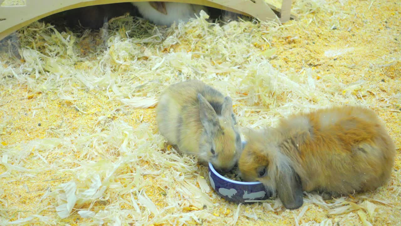 작은 토끼들은 먹고 놀고 놀고 있습니다.