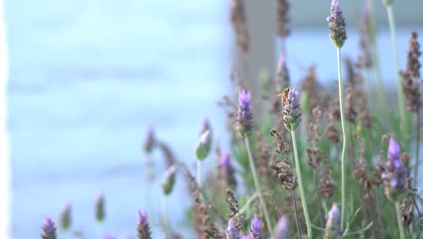 Handheld-Slow-Motion-Clip-Einer-Biene,-Die-An-Lavendelblüten-Nippt