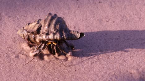 hermit crab moving from sand to water