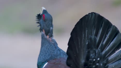 Male-western-capercaillie-roost-on-lek-site-in-lekking-season-close-up-in-pine-forest-morning-light