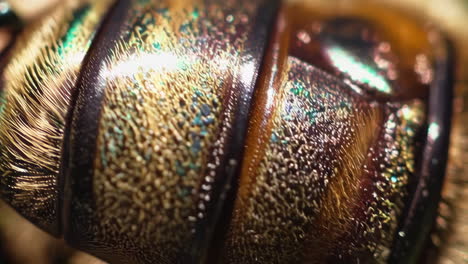 macro view of an iridescent insect exoskeleton