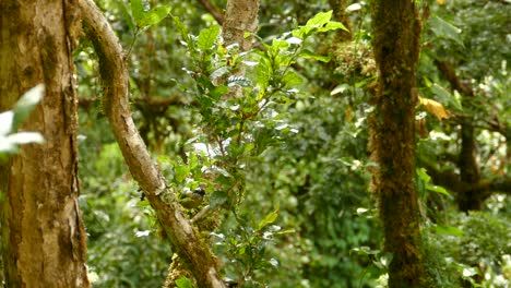dos pájaros tropicales saltando de rama en rama en una jungla