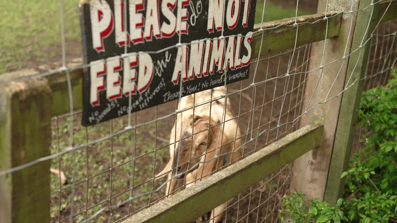 천천히 움직이는 염소 의 클로즈업  ⁇
