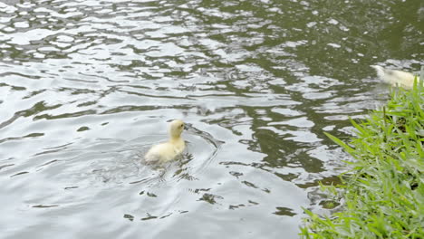 Pequeño-Patito-Amarillo-Nadando-Y-Balanceándose-Solo-En-Un-Lago-Verdoso-Filmado-En-Cámara-Lenta-De-Alta-Resolución-4k-120fps