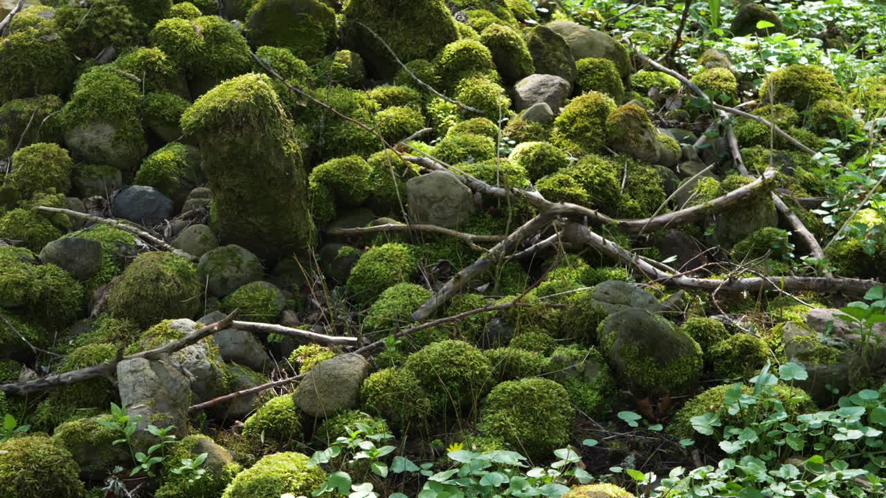 primer plano de rocas cubiertas de musgo en un paisaje forestal, un gran abejorro vuela