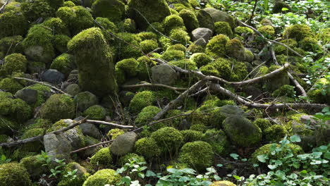 closeup shot of moss covered rocks in a forest landscape, large bumblebee be flying