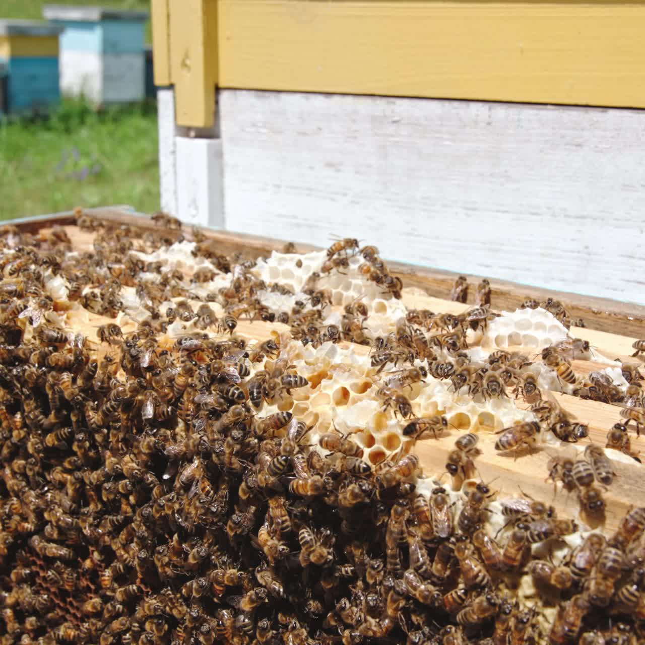 Frames set in rows inside the bee hive. Honeycombs covered heavily with thick layer of worker bees. Close up