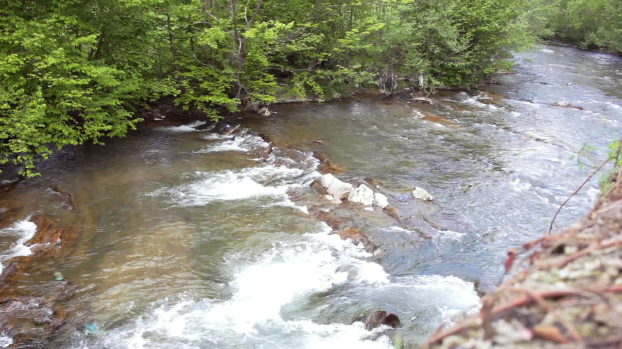 Fiume di montagna che scorre in una foresta verde. Bellissimo paesaggio naturale.