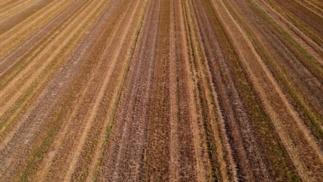 flying low over brown plowed field