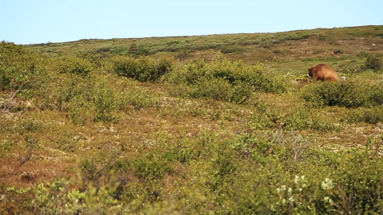 el oso grizzly mira hacia arriba y sigue comiendo alce